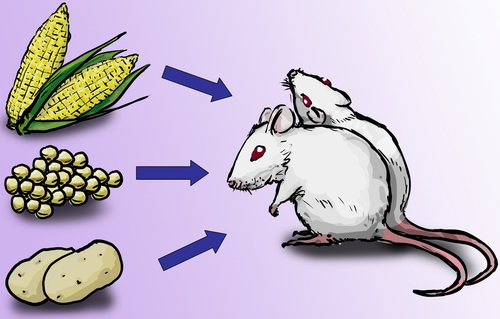 實驗動物平時未必以該農作物為食，把基因改造食物加入實驗動物的食糧時必須小心調節，以免對其膳食平衡有顯著影響。